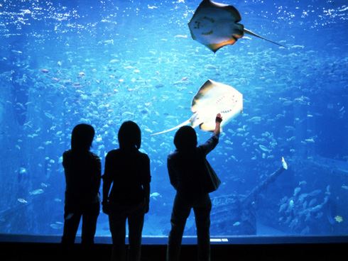 箱根園水族館（はこねえんすいぞくかん） 神奈川県　人気観光地
