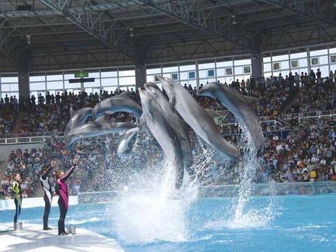 アドベンチャーワールド 　和歌山県　人気観光地