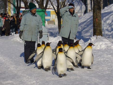 旭川市旭山動物園（あさひかわしあさひやまどうぶつえん）　北海道　人気観光地