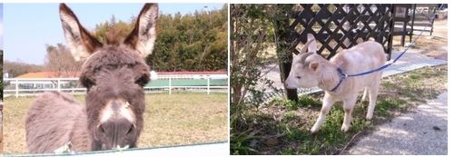 淡路市 北淡路 カントリーガーデンコテージの動物 ヤギさん