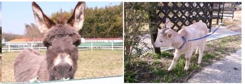 淡路市　北淡路　カントリーガーデンコテージの動物　ヤギさん