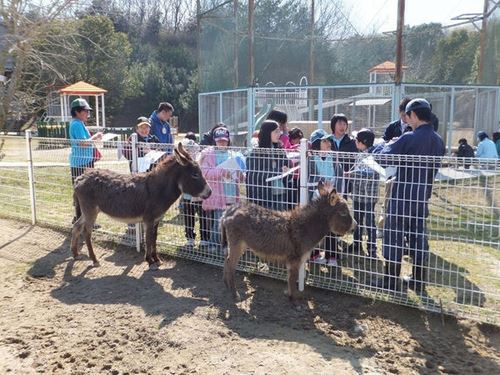 淡路市　北淡路　カントリーガーデンコテージの動物　ロバさん