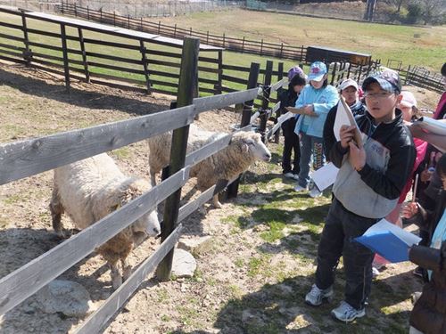 淡路市　北淡路　カントリーガーデンコテージの動物　羊さん