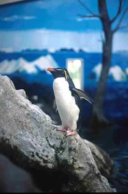 箱根園水族館（はこねえんすいぞくかん） 神奈川県　人気観光地