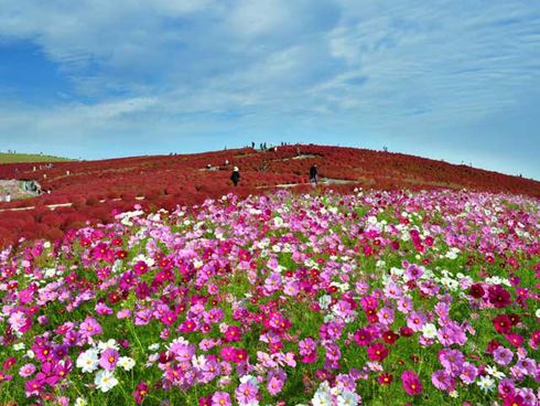 国営ひたち海浜公園（こくえいひたちかいひんこうえん） 茨城県　人気観光地