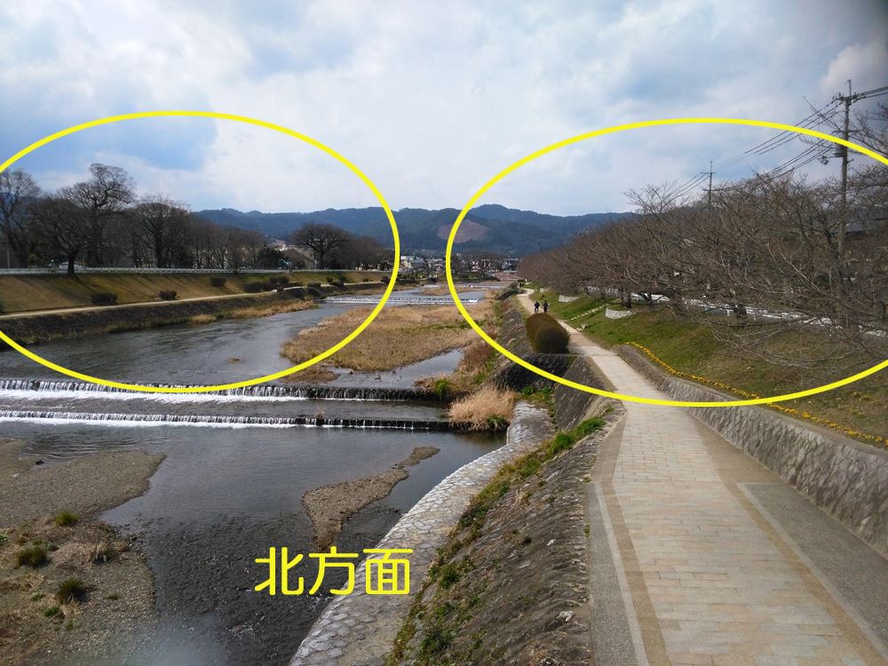 京都の桜名所賀茂川の桜 上賀茂橋周辺 北方面