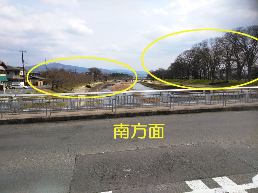 京都の桜名所賀茂川の桜　上賀茂橋周辺　南方面