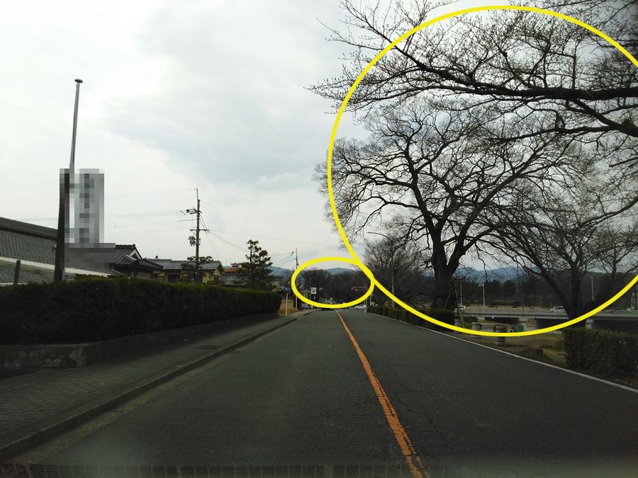 京都の桜名所賀茂川の桜　出雲路橋 北方面自動車道からの桜