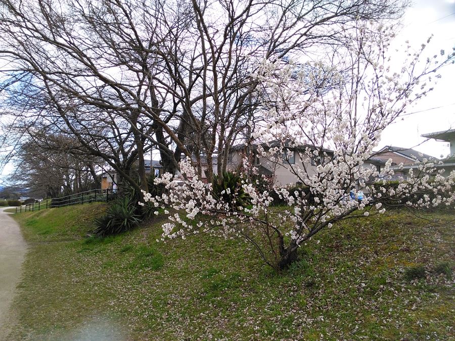 京都の桜の穴場　賀茂川の両岸　西賀茂橋周辺の早咲きの桜