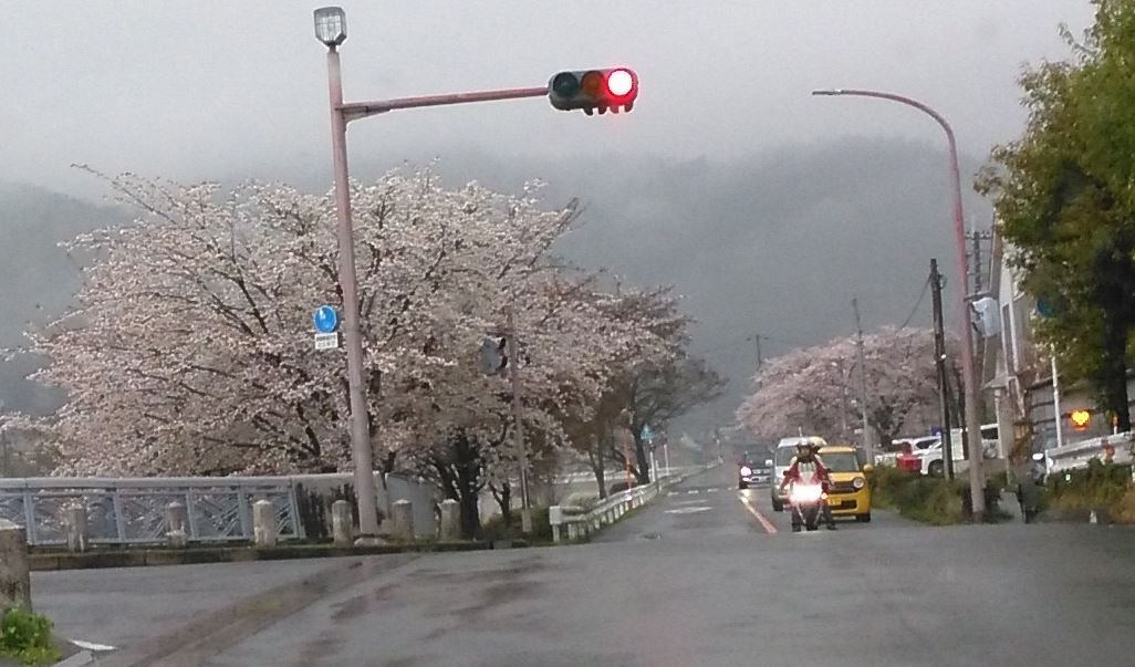 京都の桜の穴場　賀茂川の両岸西賀茂橋から北方面上流