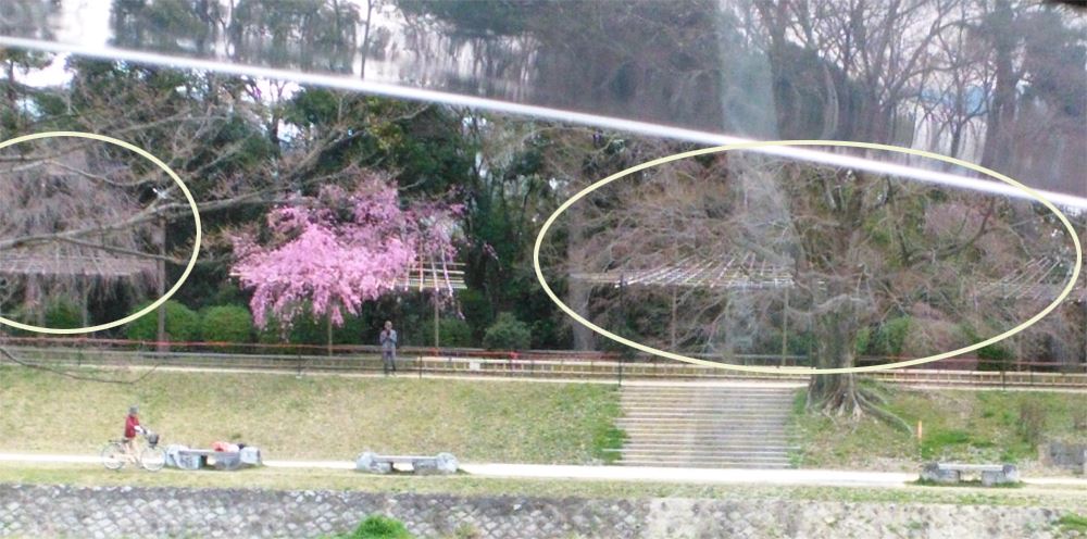 北山橋~北大路橋西道路南向きから東岸の枝垂れ桜