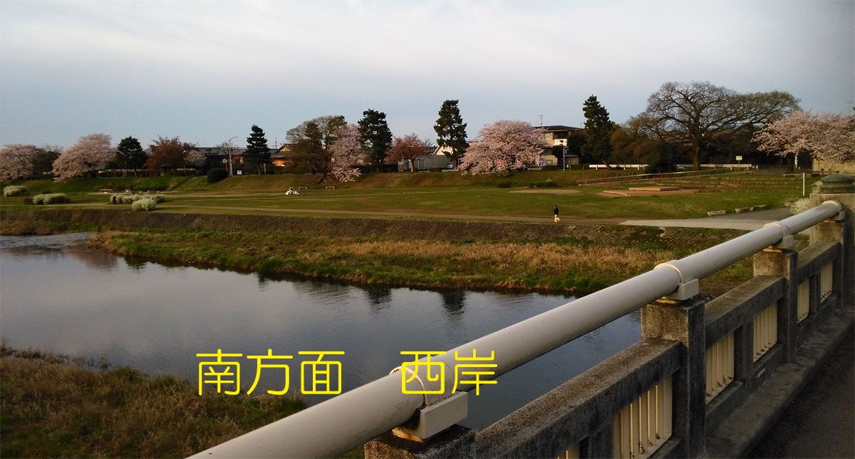 京都の桜名所賀茂川の桜　出雲路橋周辺 南方面　西岸咲きました