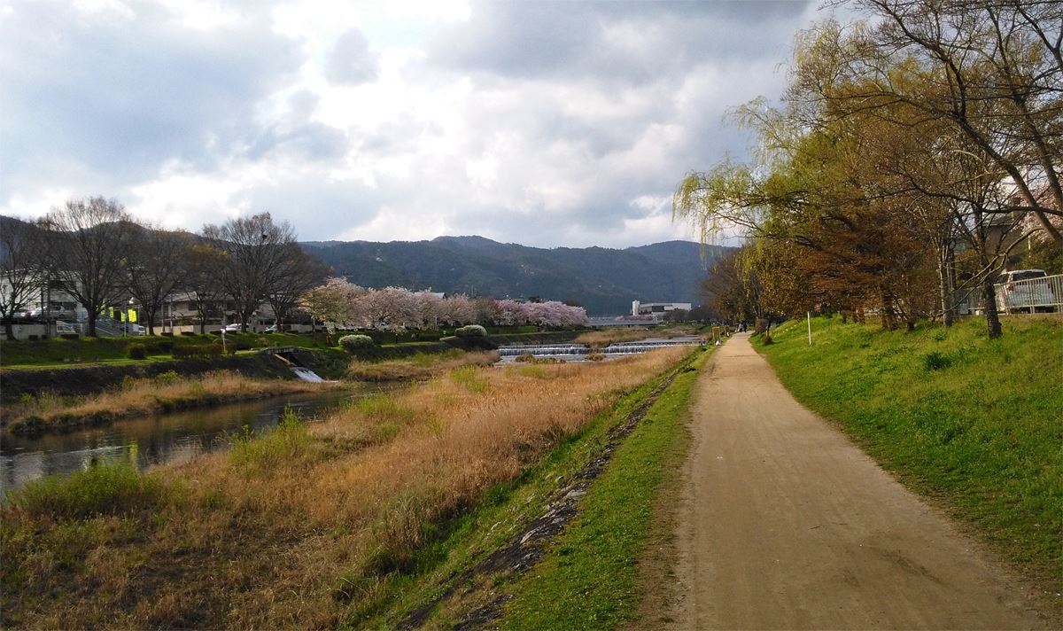 京都の桜の穴場　賀茂川の両岸　御園橋周辺　北方面　咲きました