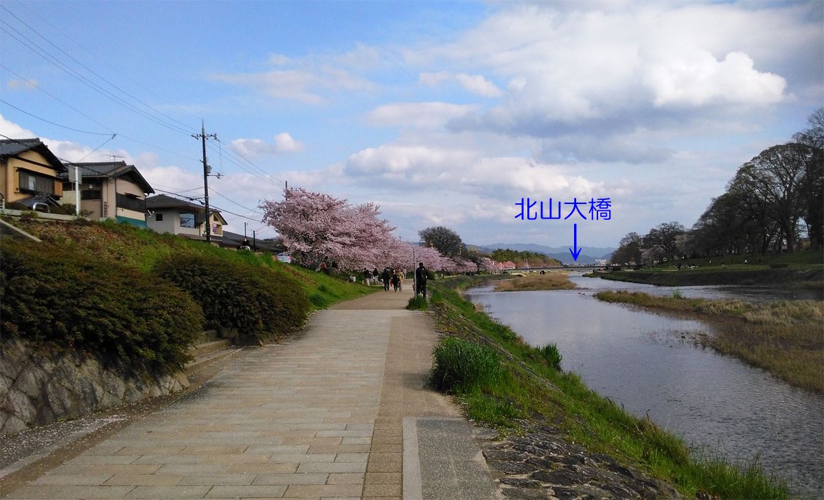 京都の桜名所賀茂川の桜　上賀茂橋～北山大橋東岸　南方面　咲きました