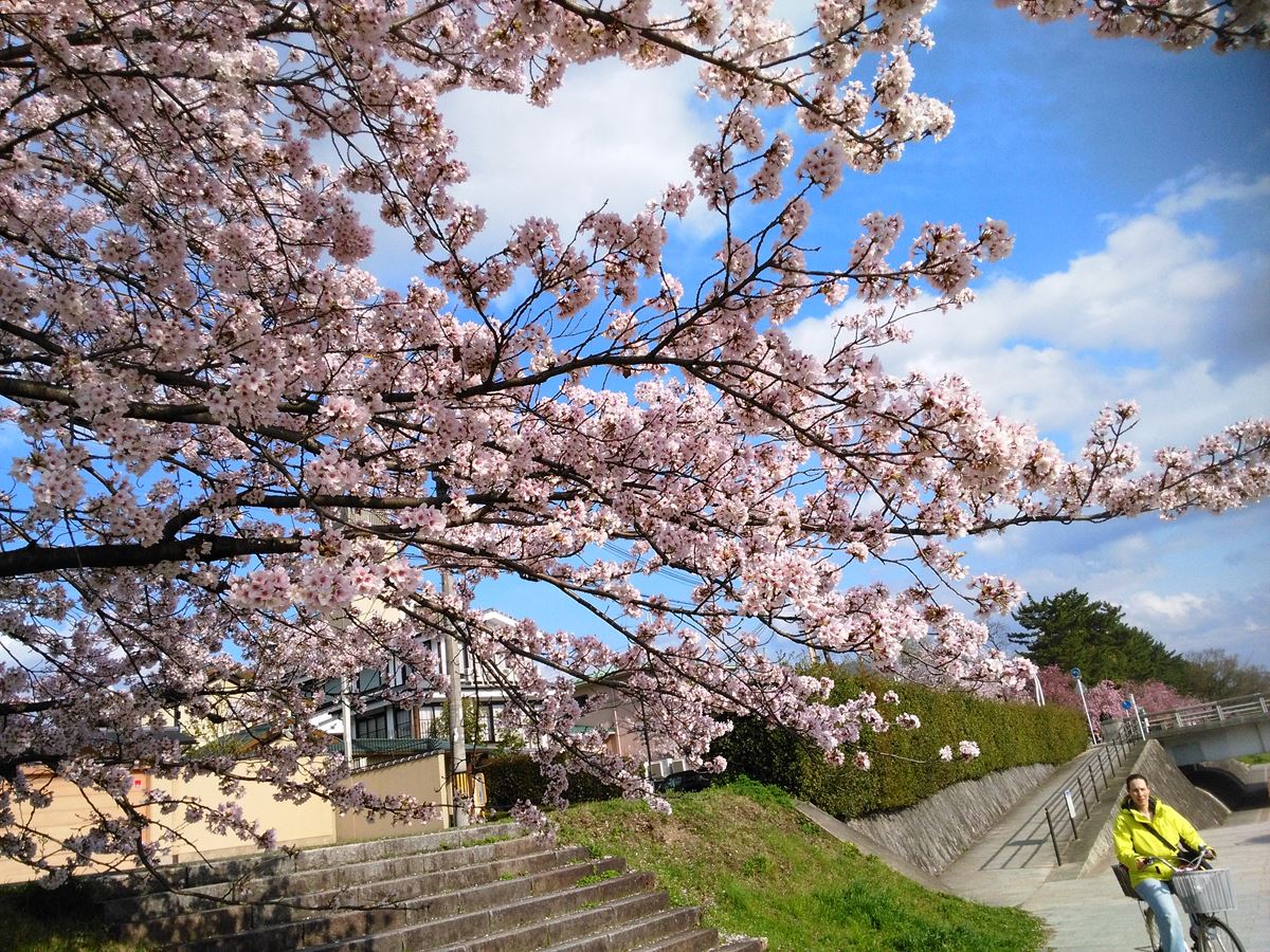 京都の桜名所賀茂川の桜　上賀茂橋～北山大橋東岸　南方面　咲きました