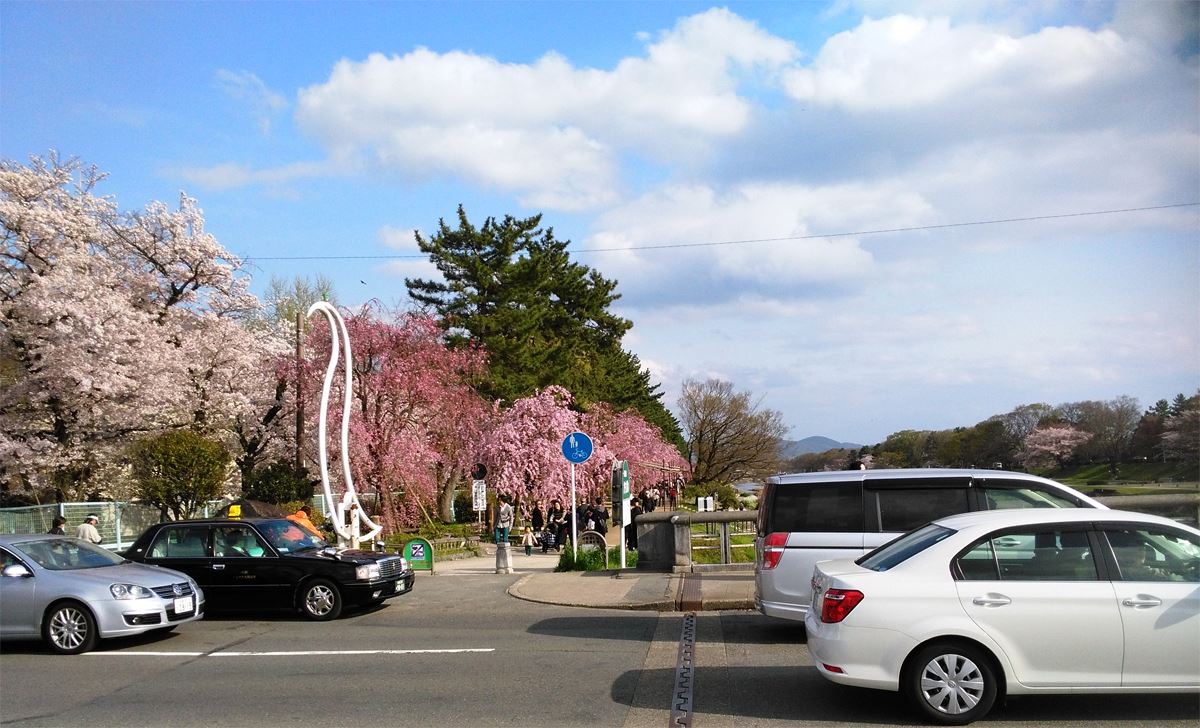 京都の桜名所賀茂川の桜　北山大橋橋の上 東岸南方面の桜が咲きました