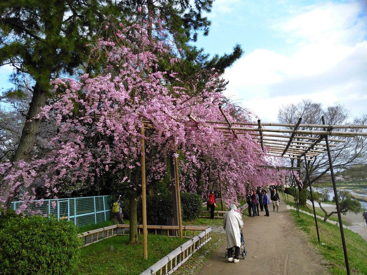 京都の桜名所賀茂川の桜　北山大橋～北大路橋 東岸の枝垂れ桜のトンネル