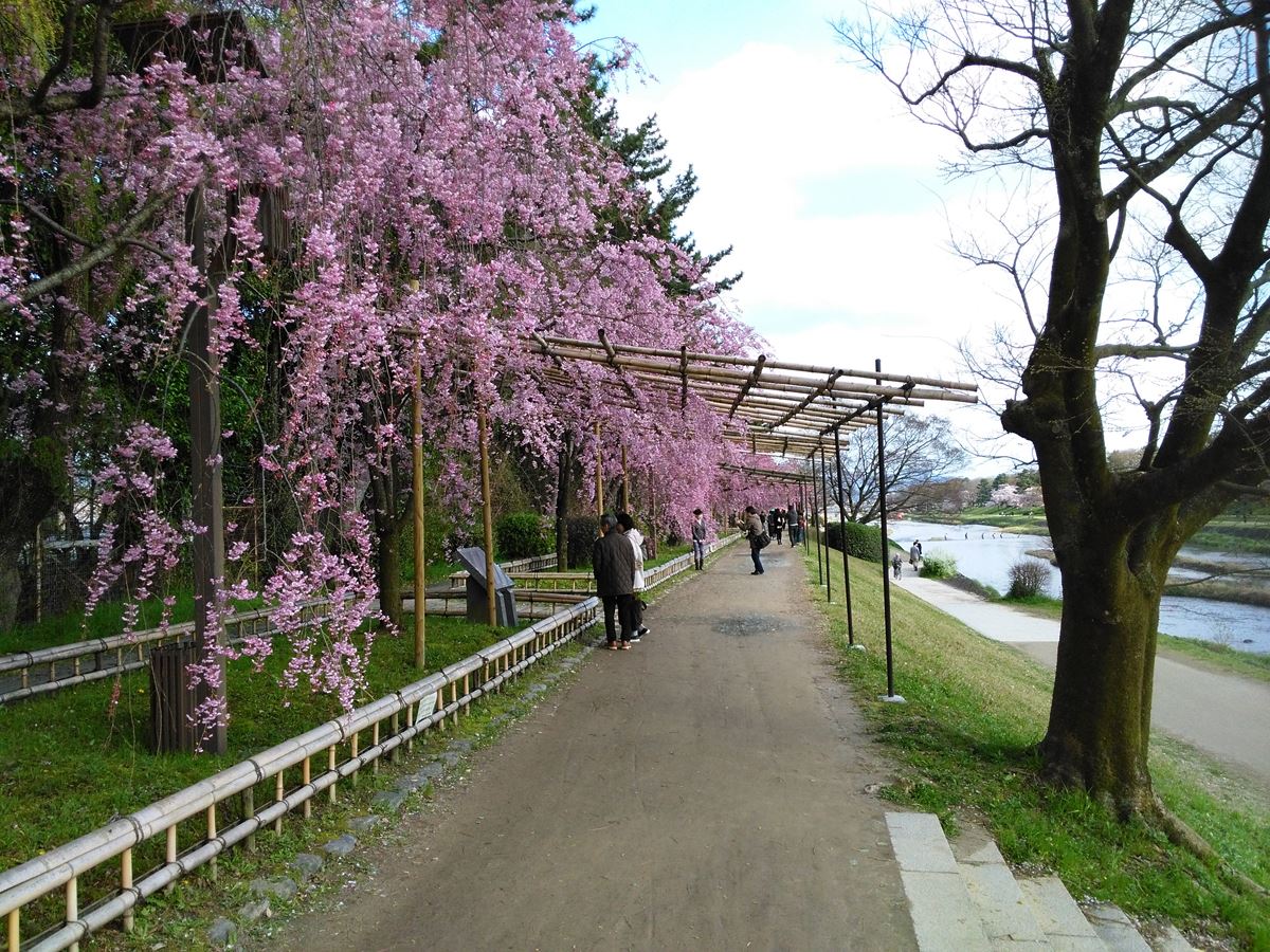京都の桜名所賀茂川の桜　北山大橋～北大路橋 東岸の枝垂れ桜のトンネル