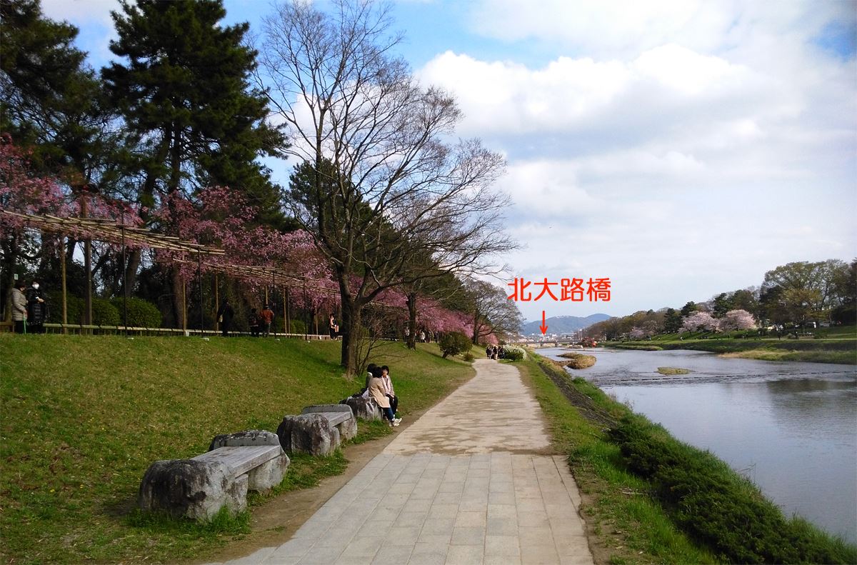 京都の桜名所賀茂川の桜　北山大橋～北大路橋 東岸の枝垂れ桜が咲きました