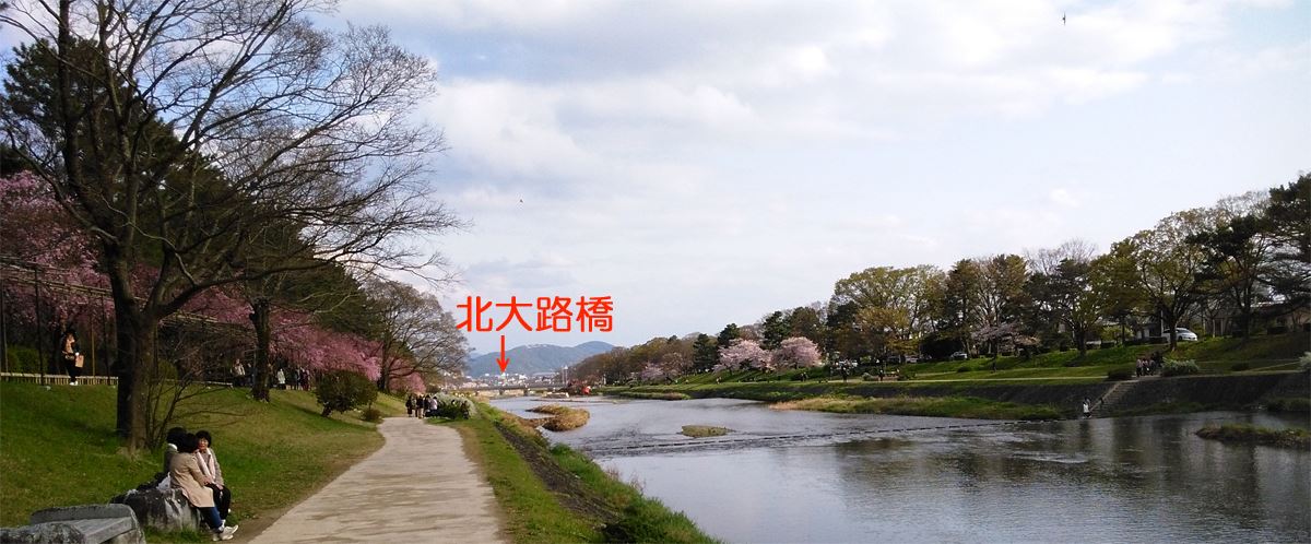 京都の桜名所賀茂川の桜　北山大橋～北大路橋 西岸の桜も咲きました