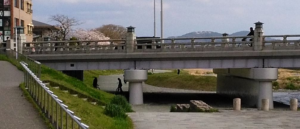 京都の桜名所賀茂川の桜　北大路橋周辺 東岸の桜が咲きました
