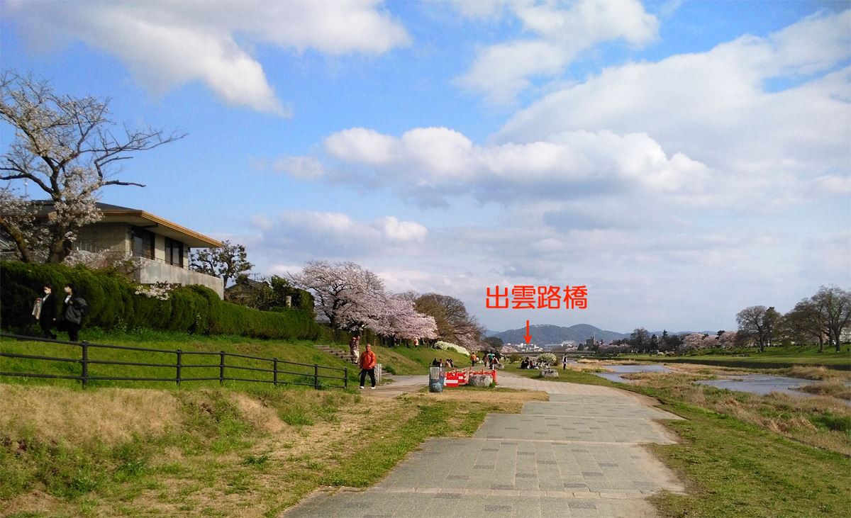 京都の桜名所賀茂川の桜　北大路橋～出雲路橋東岸の桜も咲きました