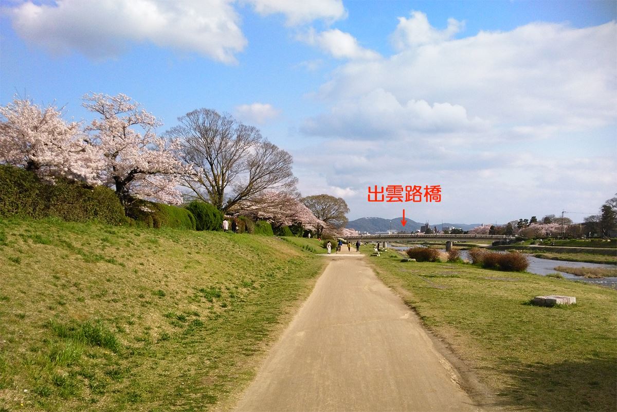 京都の桜名所賀茂川の桜　北大路橋～出雲路橋東岸の桜も咲きました