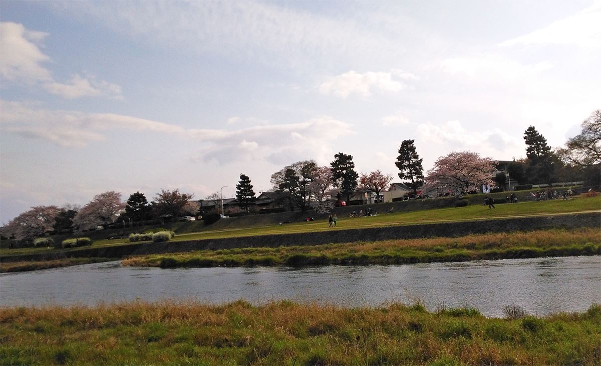 京都の桜名所賀茂川の桜　北大路橋～出雲路橋西岸の桜も咲きました