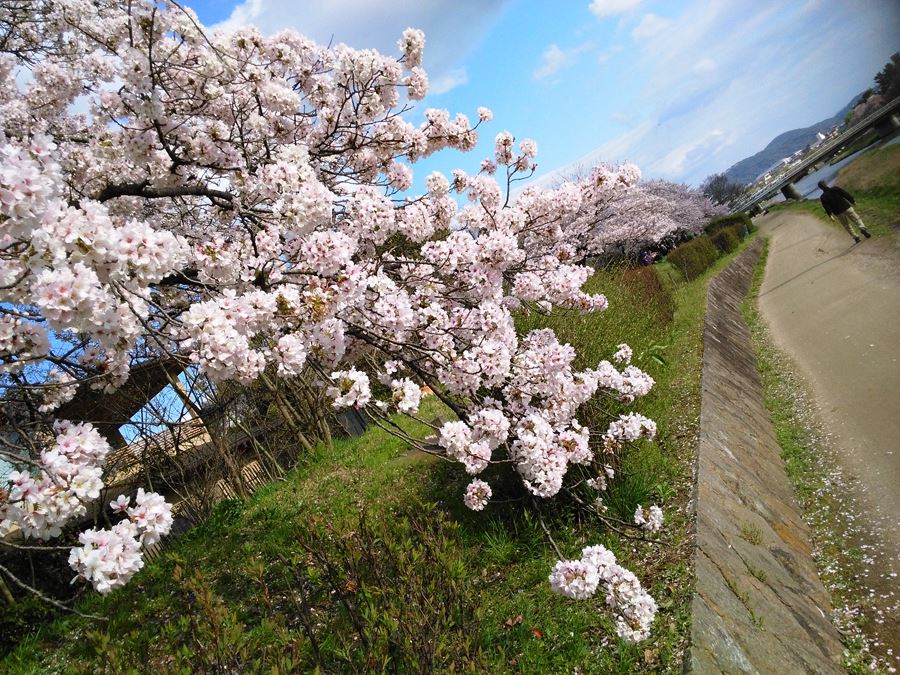 京都の桜名所賀茂川の桜　出雲路橋～葵橋東岸の桜も咲きました