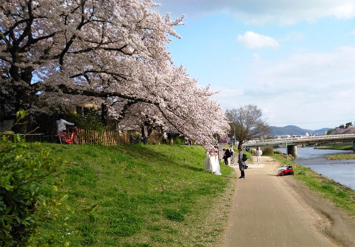 京都の桜名所賀茂川の桜　出雲路橋～葵橋東岸の桜も咲きました