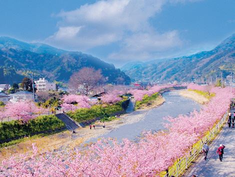 河津桜（かわずざくら）　静岡県　人気観光地