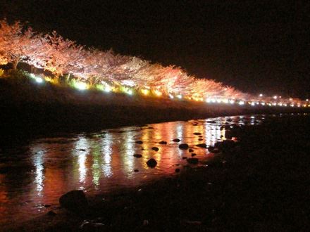 河津桜（かわずざくら）　静岡県　人気観光地