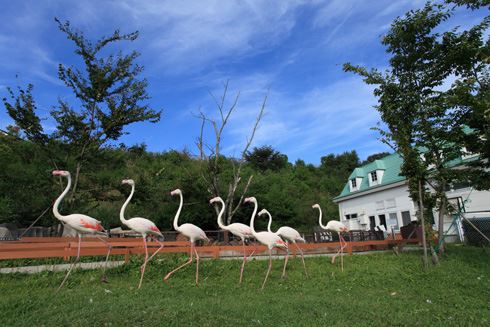 那須どうぶつ王国（なすどうぶつおうこく) の魅力やアクセス！栃木県人気観光地