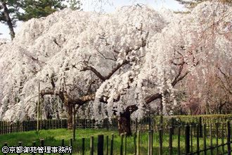 二条城の桜